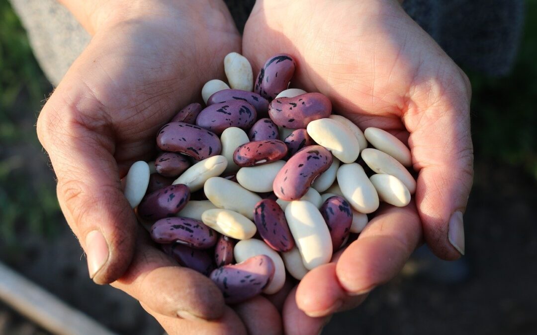 Cupped hands hold dried beans